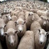 Sheep Farming